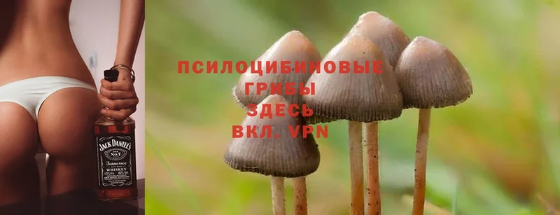 Галлюциногенные грибы Psilocybe  Тюкалинск 